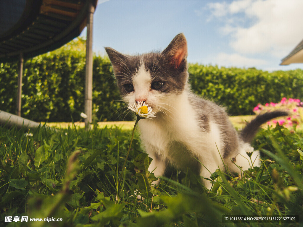 小花猫