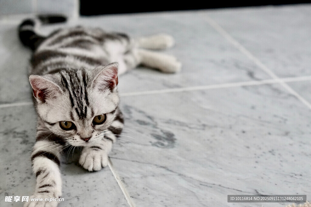 小猫