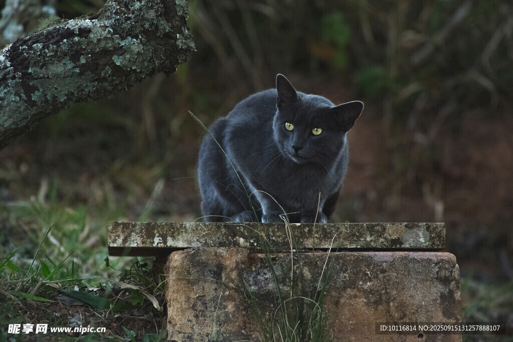 黑猫