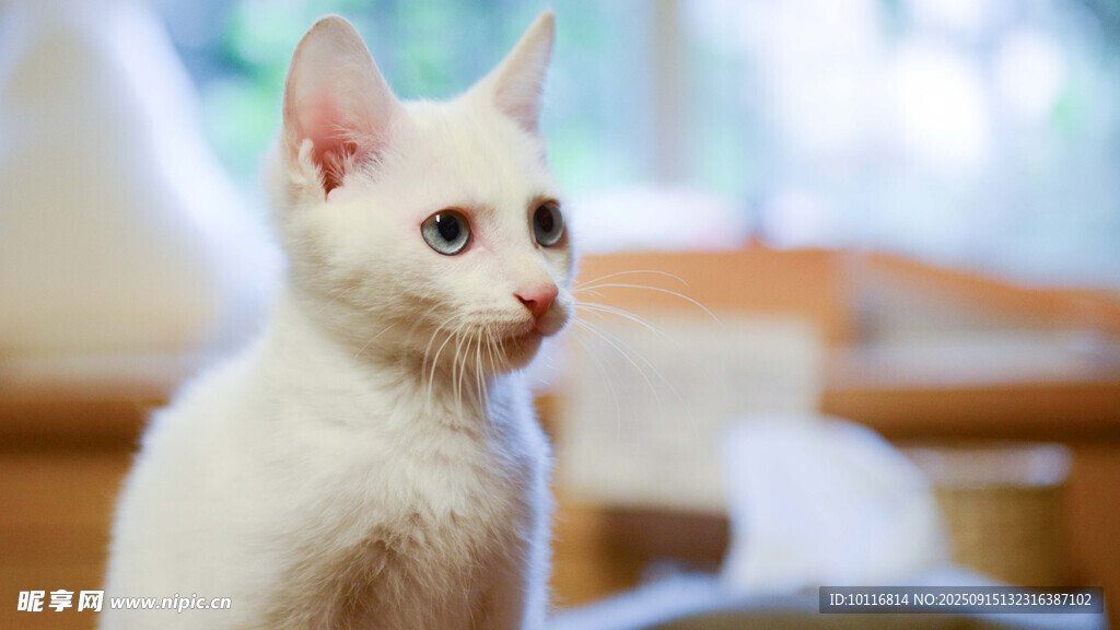 小猫