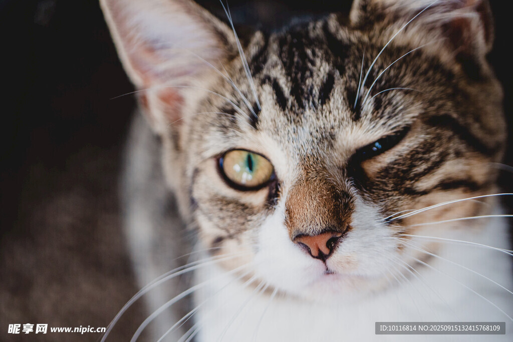 猫咪
