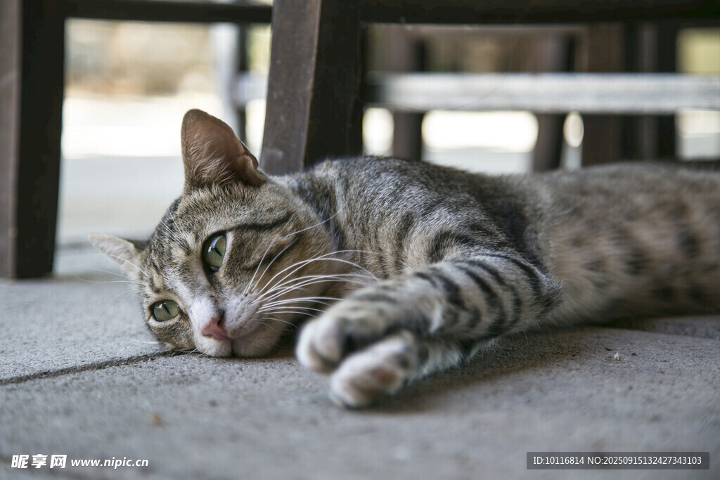 猫咪