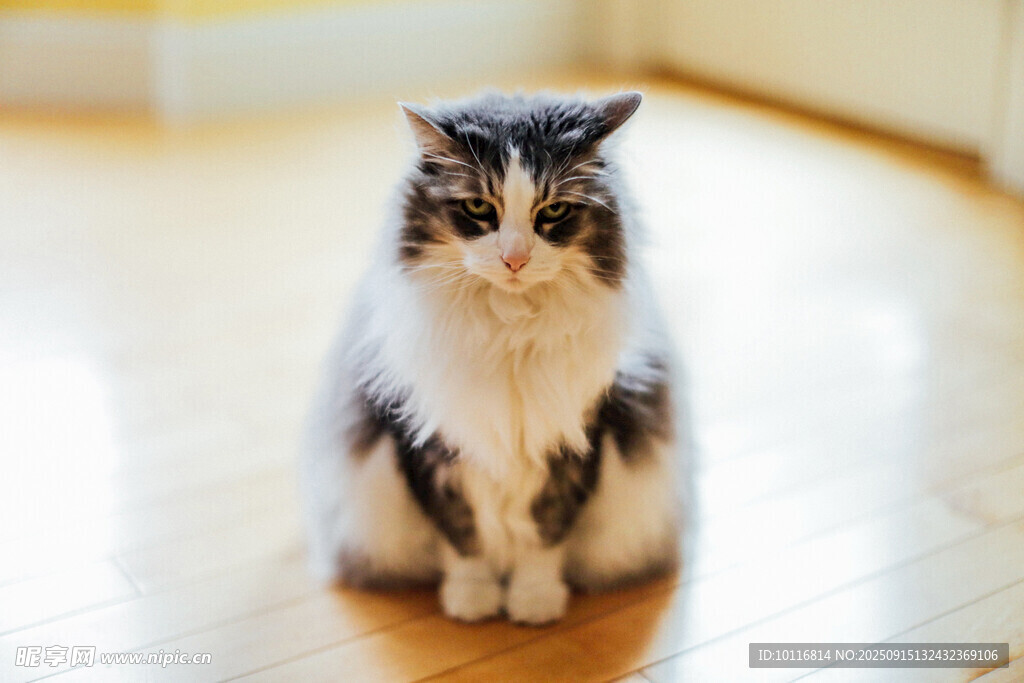 猫咪