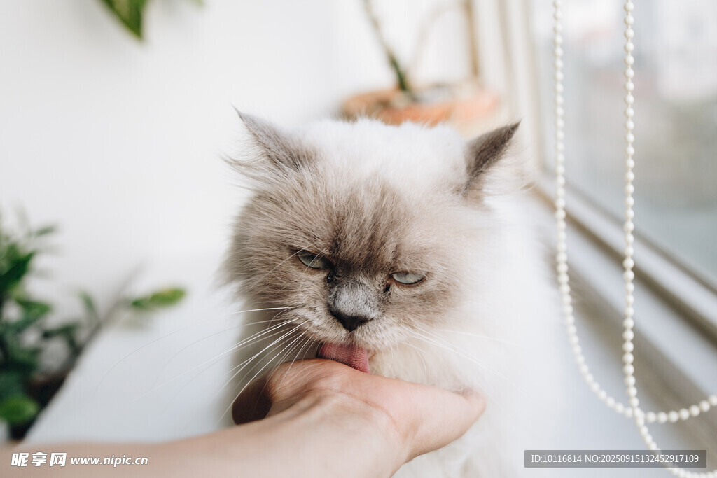 猫咪