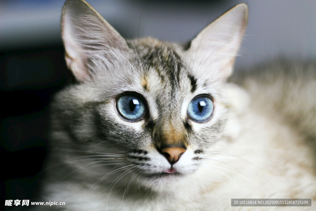 猫咪