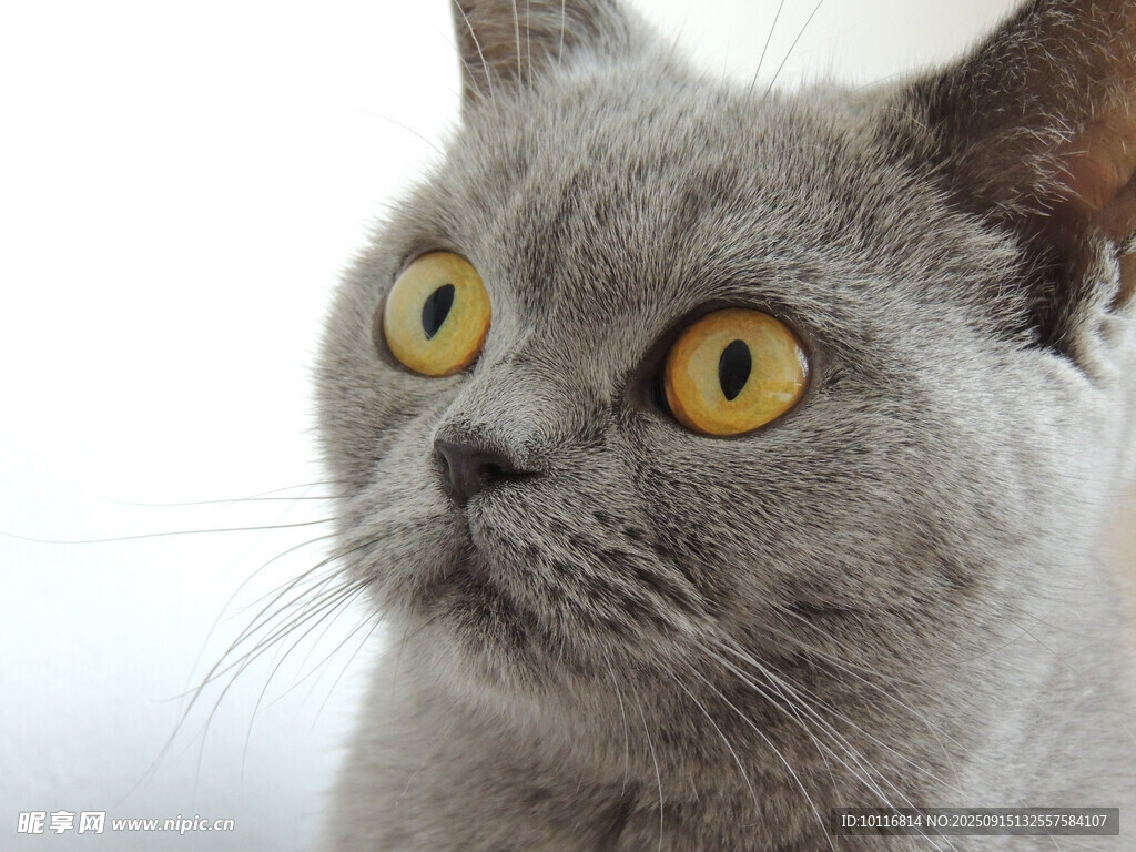 猫咪