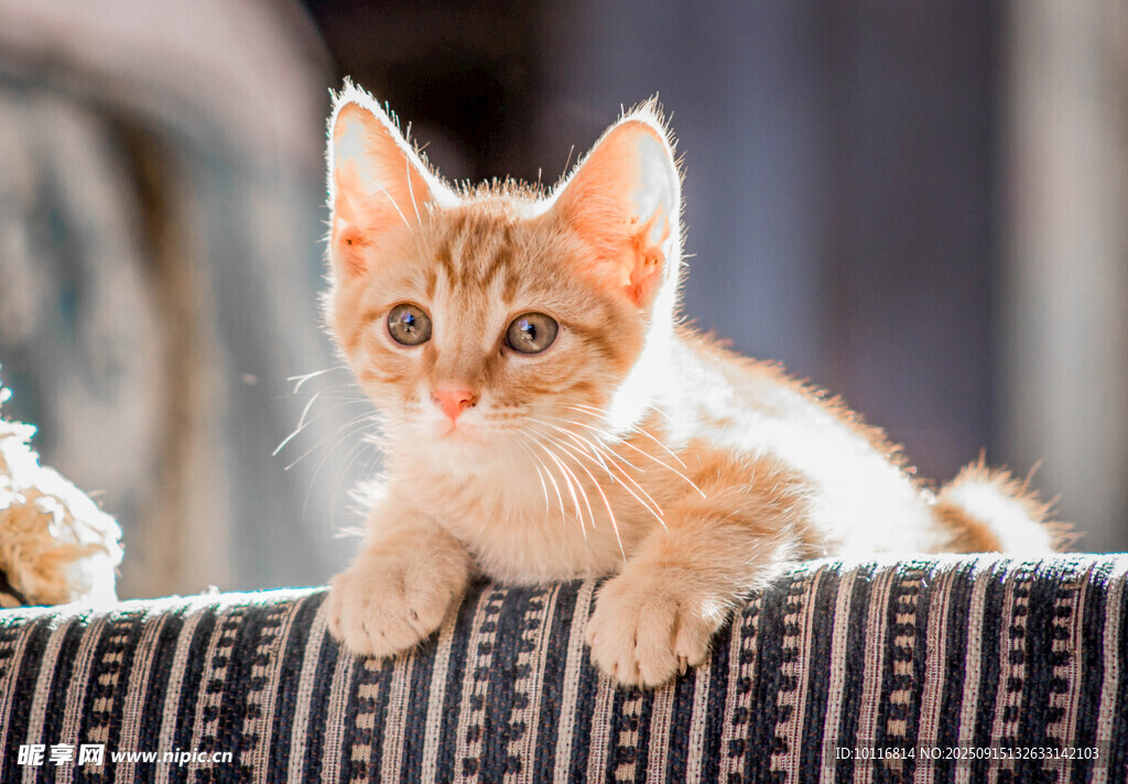 小猫