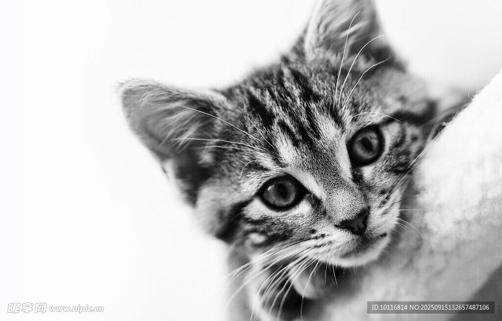 小猫