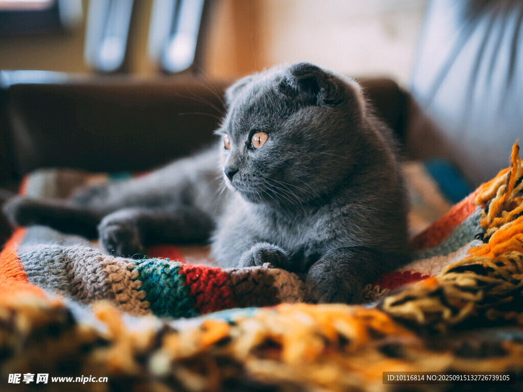 猫咪