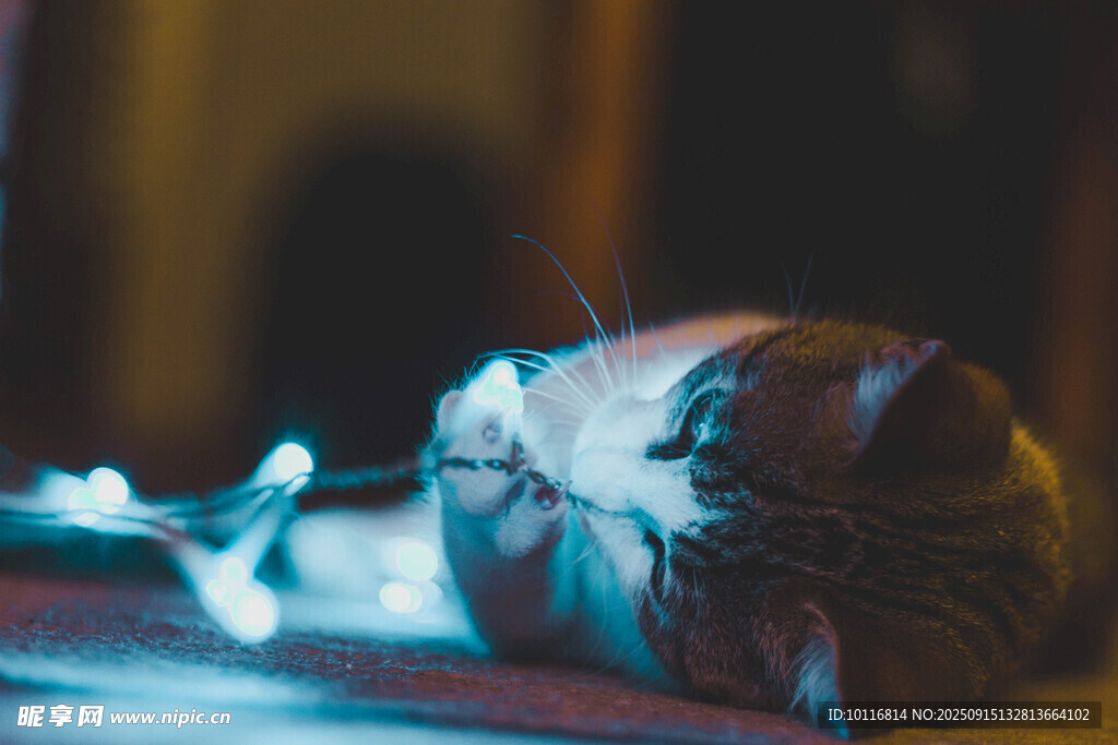 猫咪