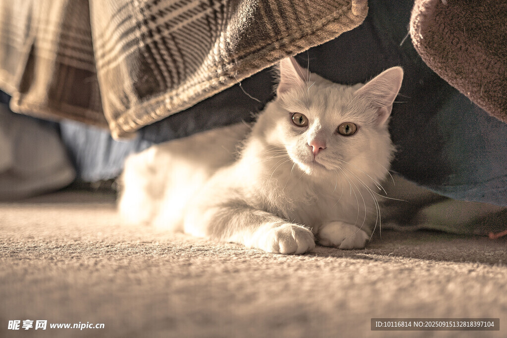 小猫
