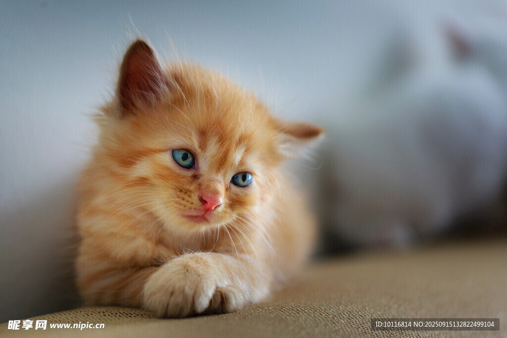小猫