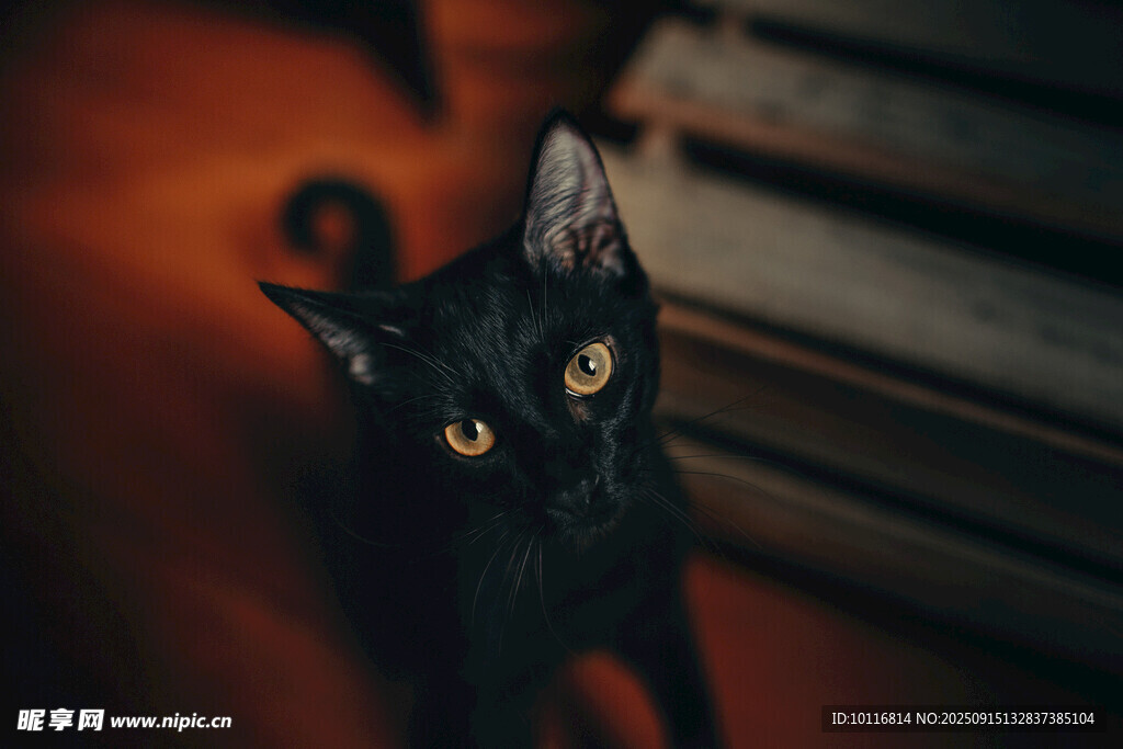 黑猫