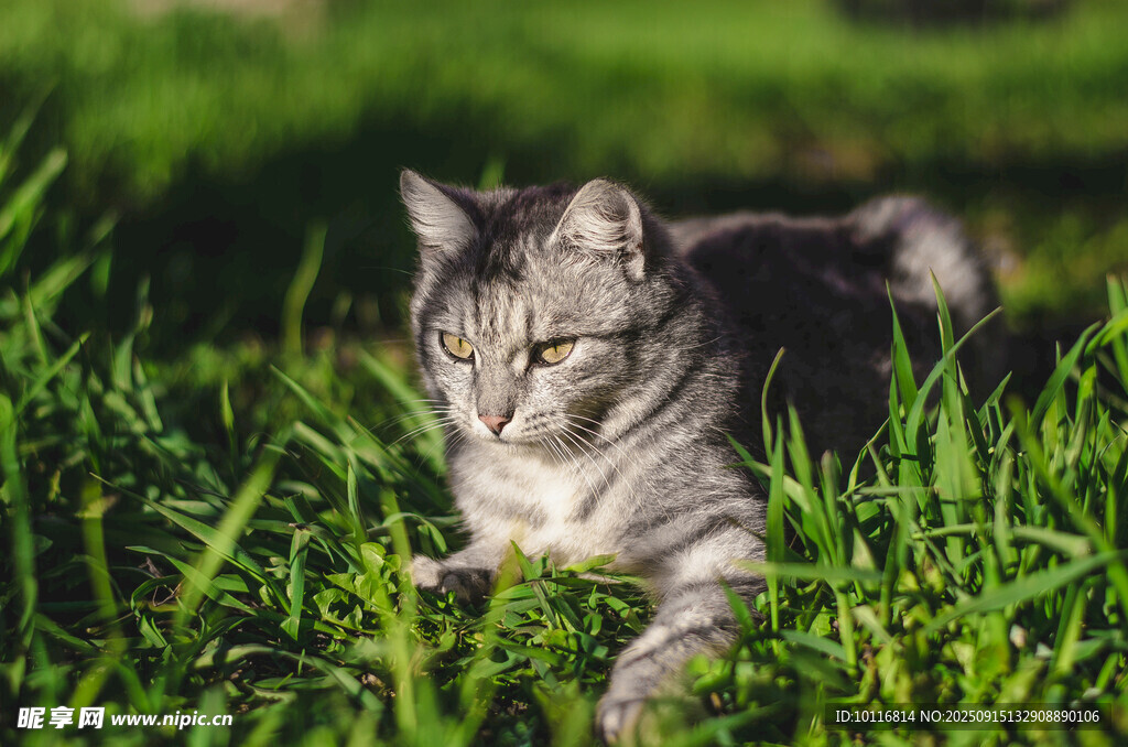 猫咪