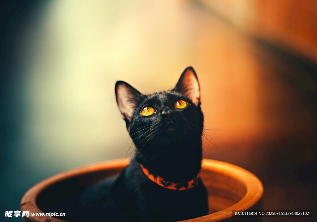 黑猫