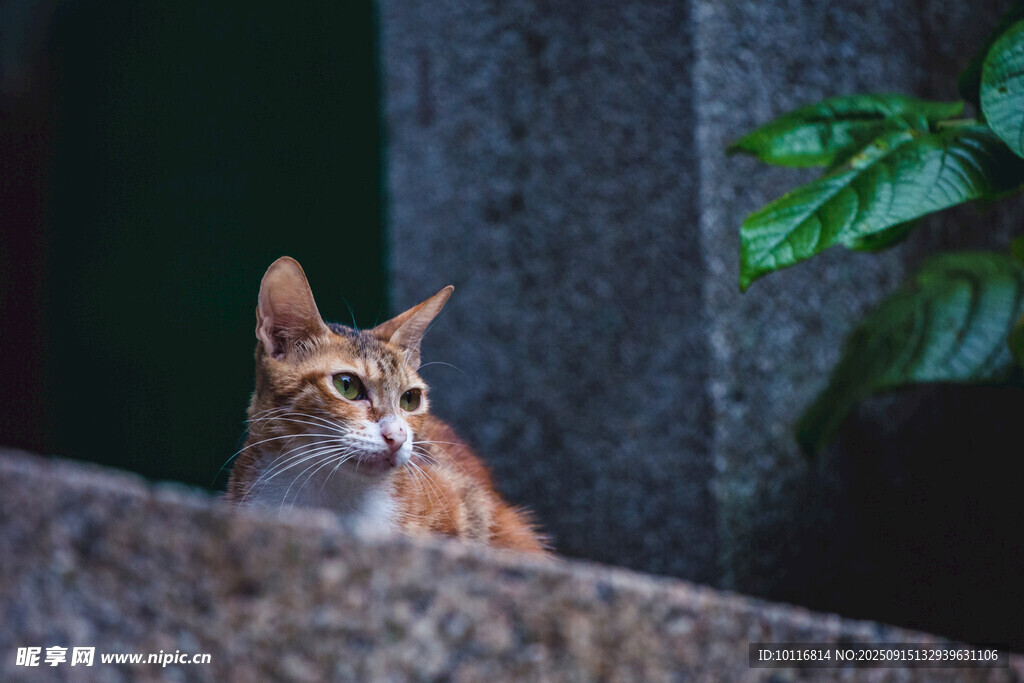 可爱猫咪