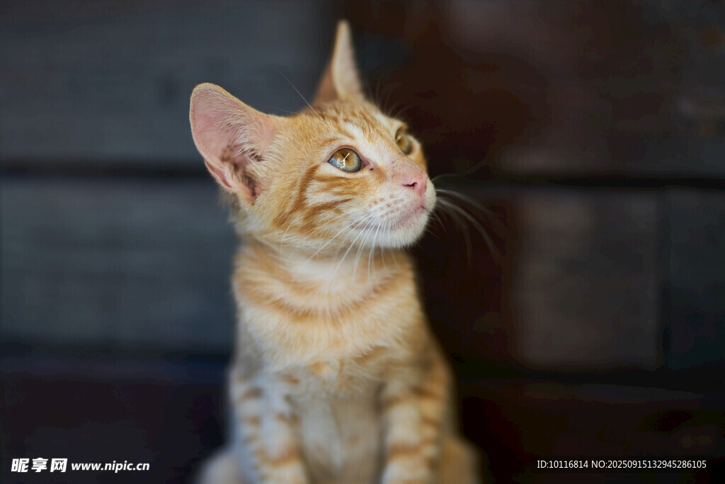 小猫