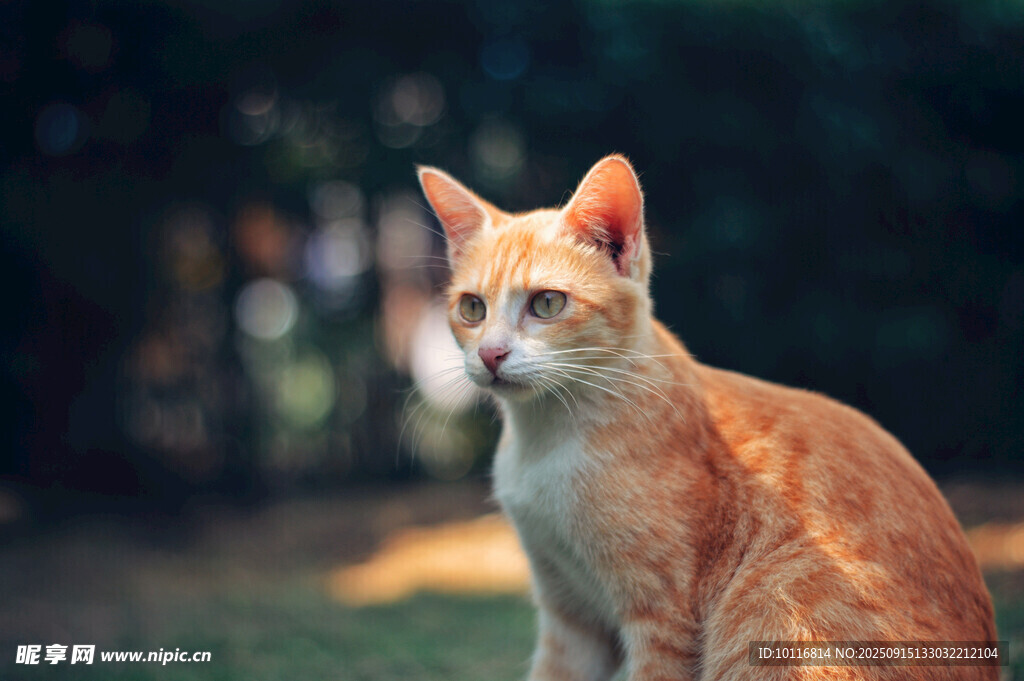 可爱猫