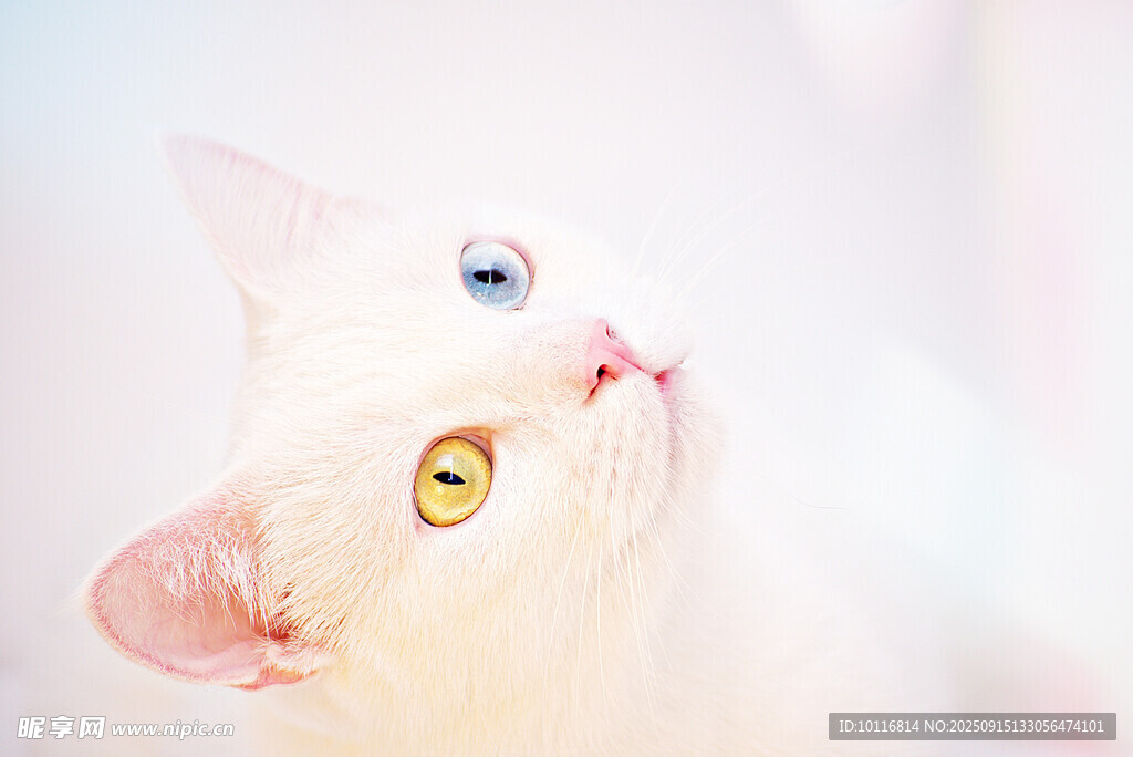 小猫