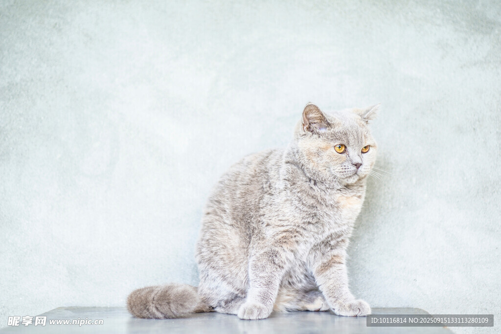 猫咪