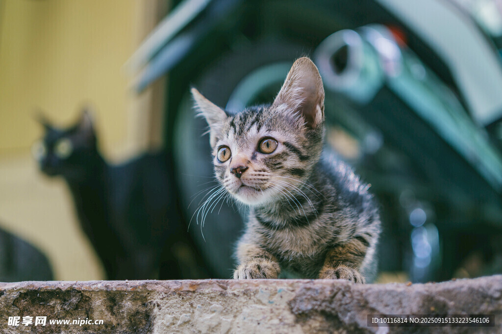 小猫