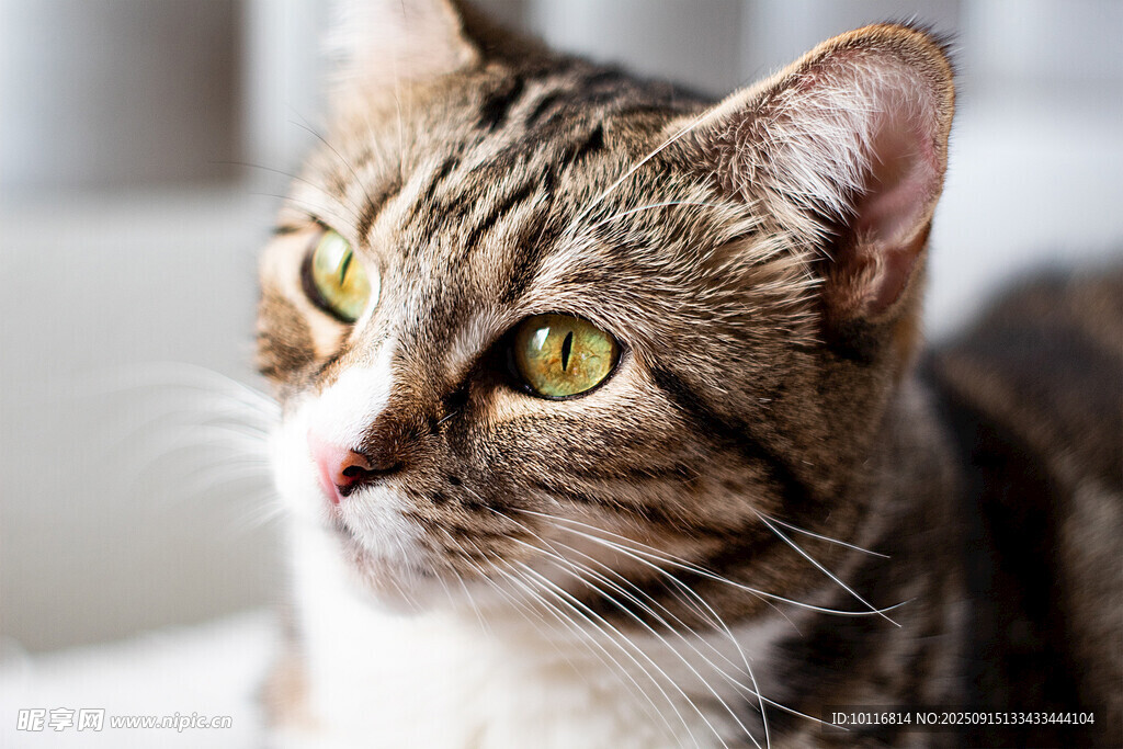 斑纹猫