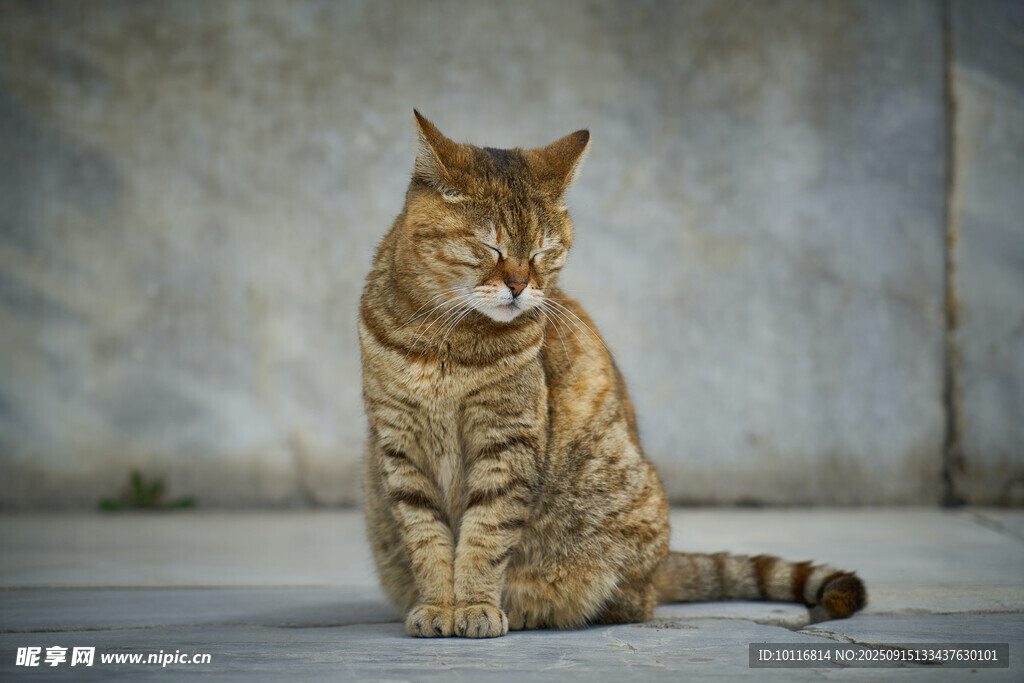 猫咪