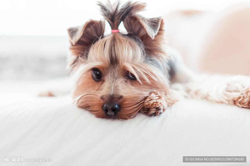 约克夏犬