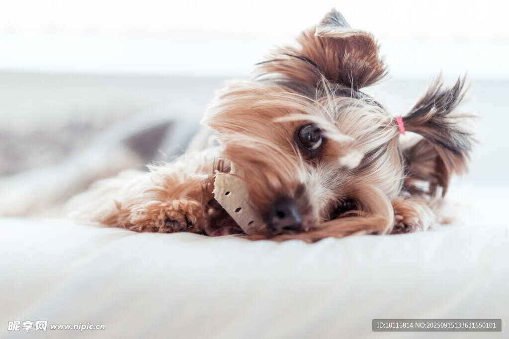 约克夏犬