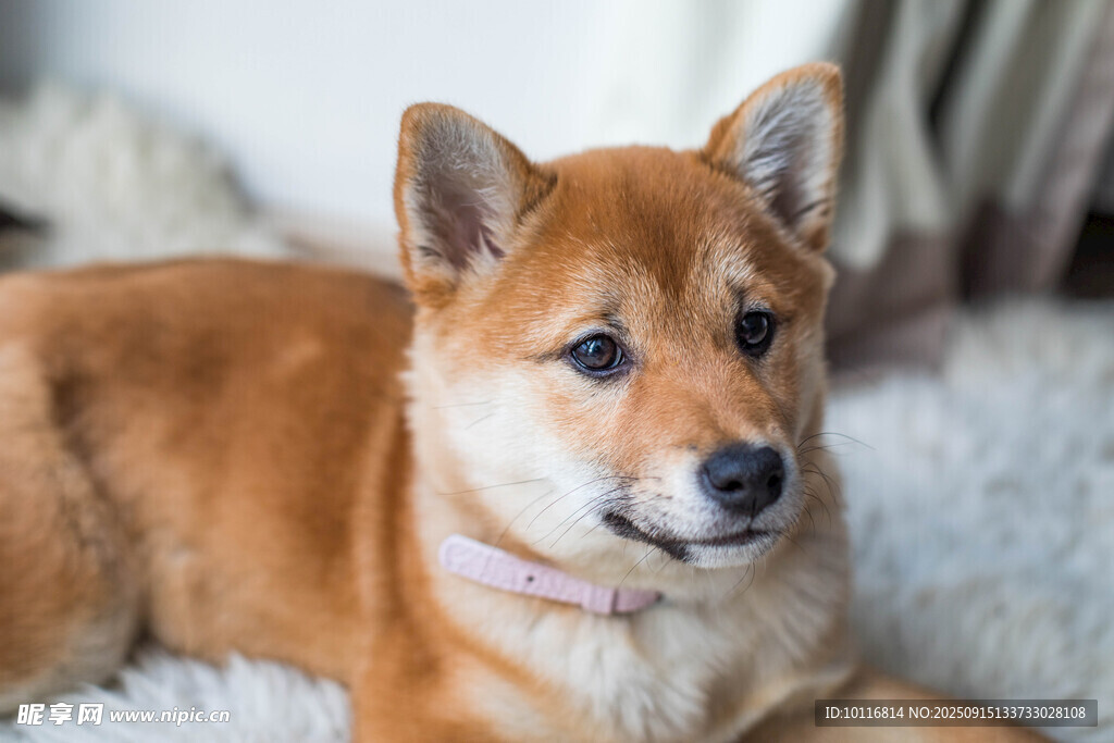 柴犬