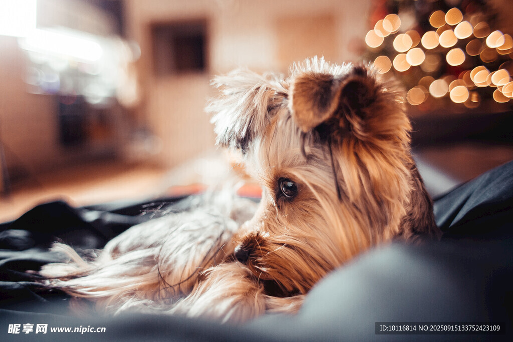 约克夏犬