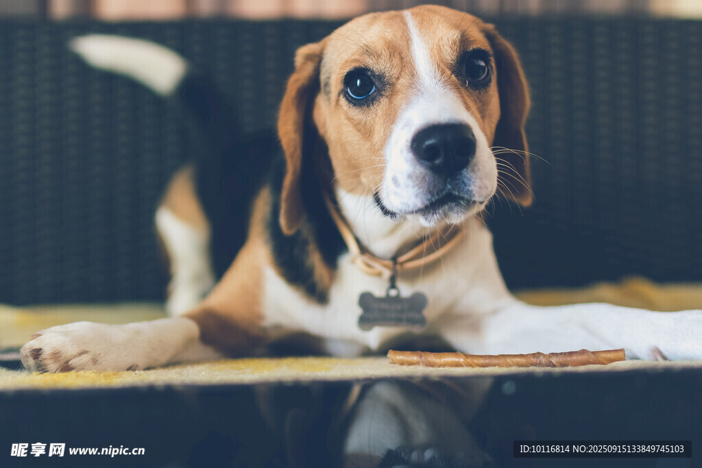 比格犬