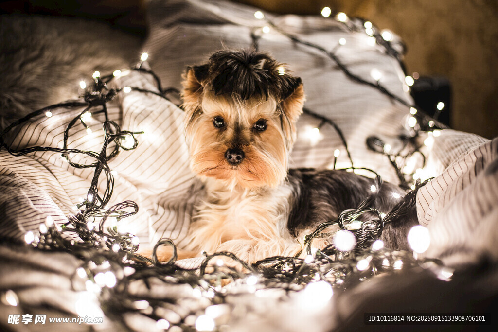 约克夏犬