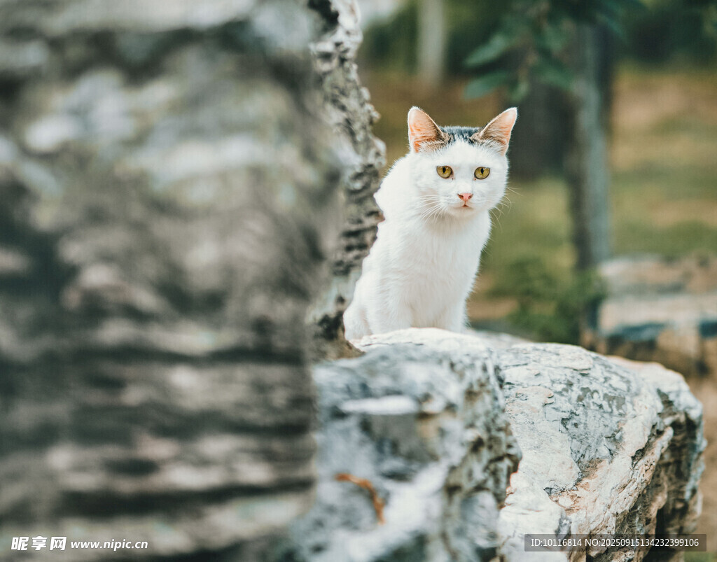 猫咪