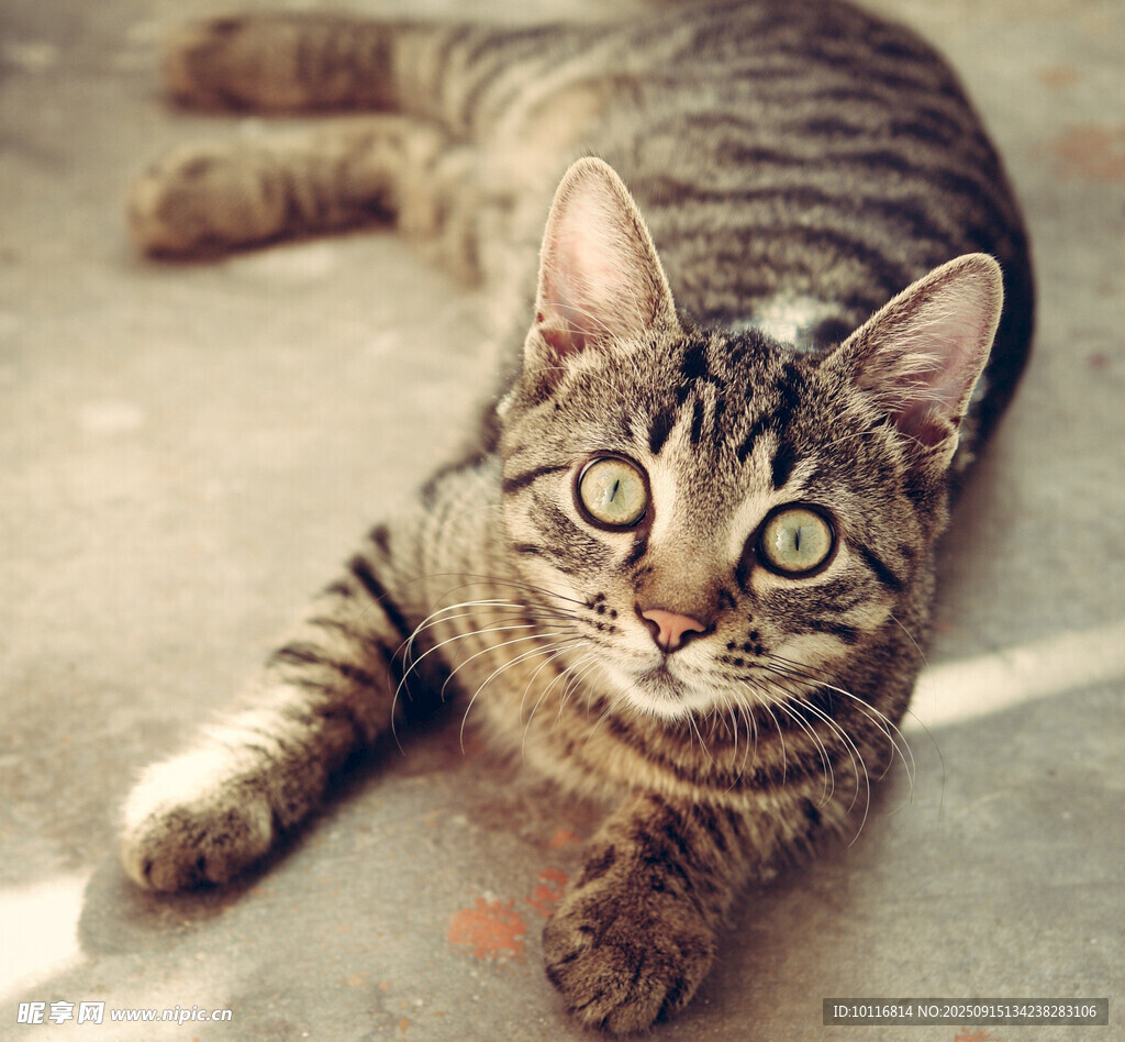 斑纹小猫