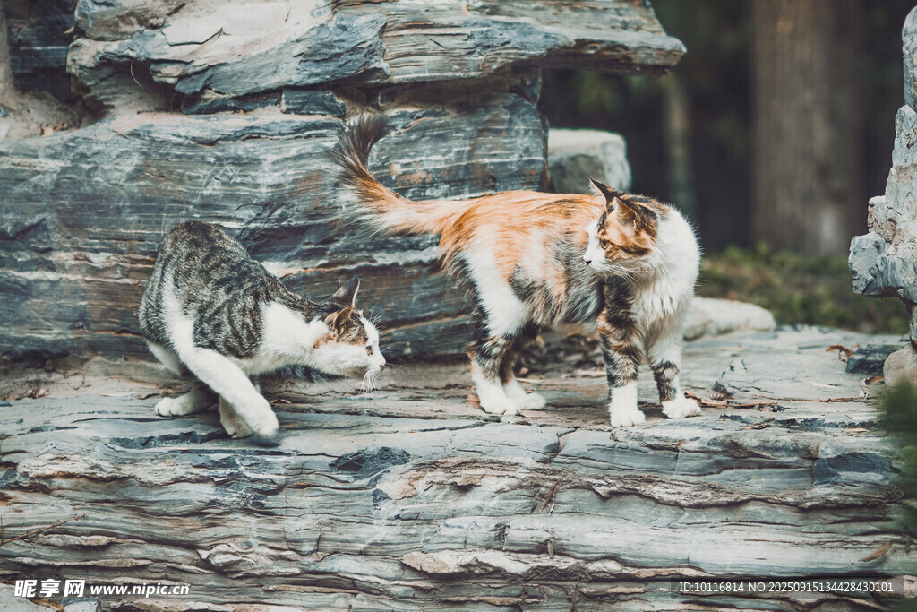 猫咪