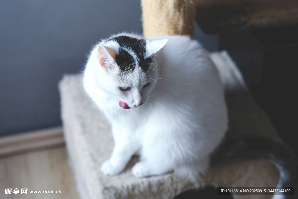 猫咪