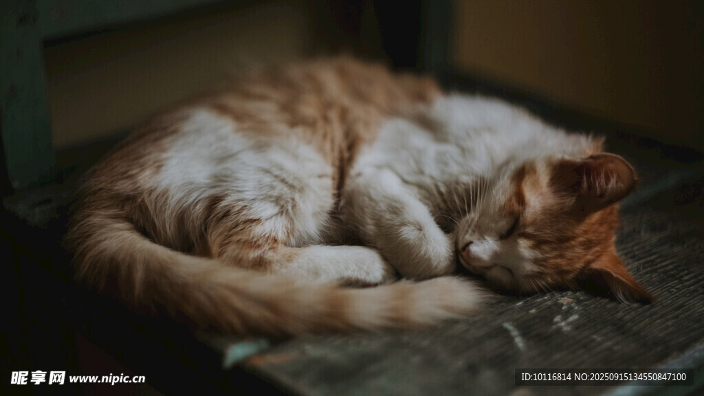 猫咪