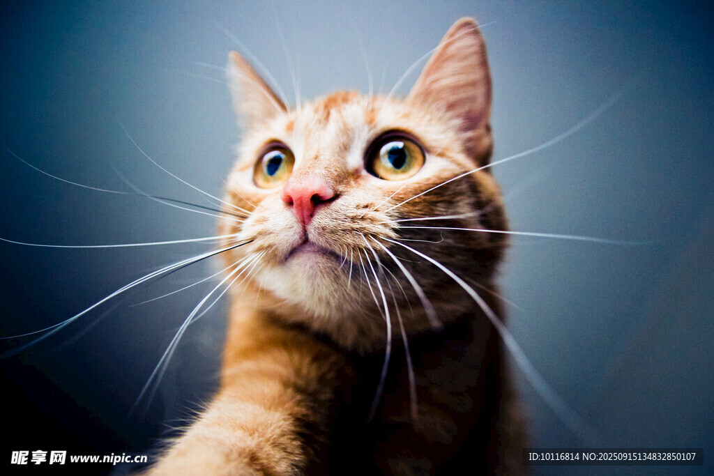 猫