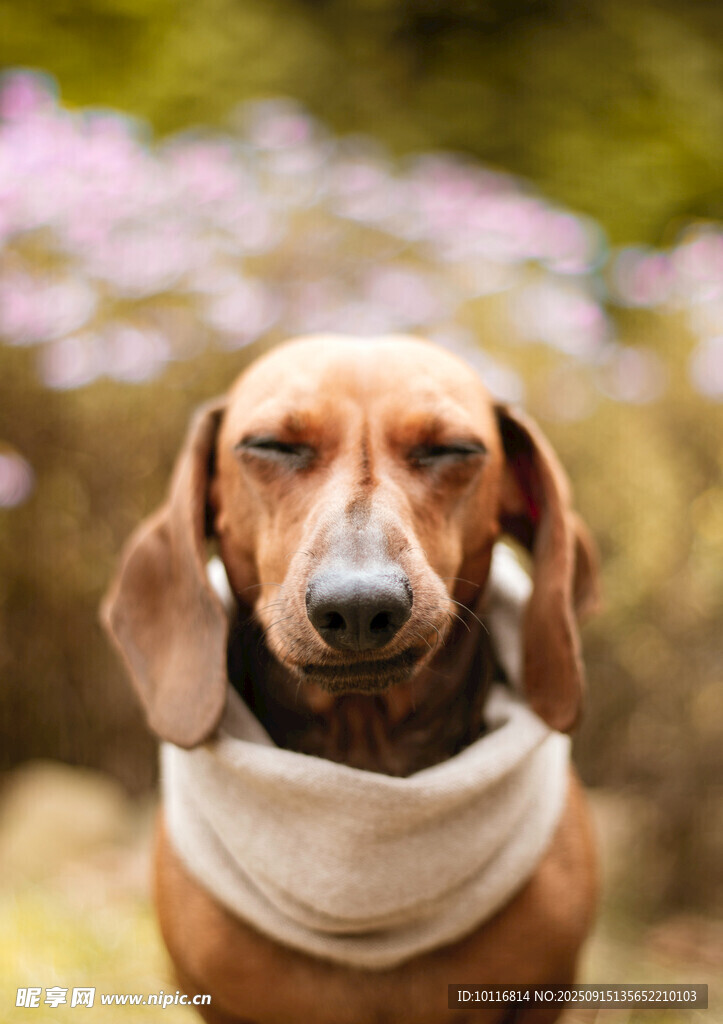 腊肠犬