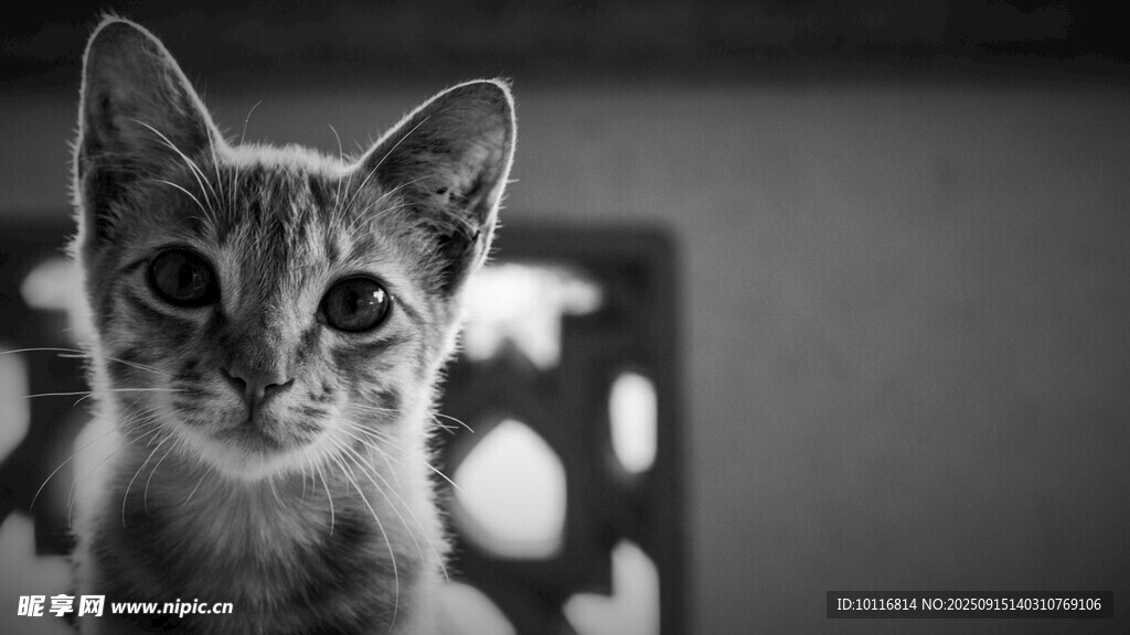 小猫