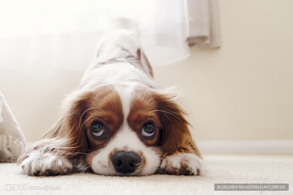 小猎犬
