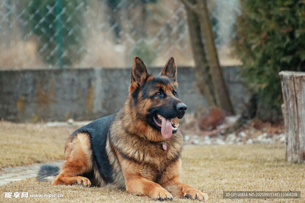 德国牧羊犬