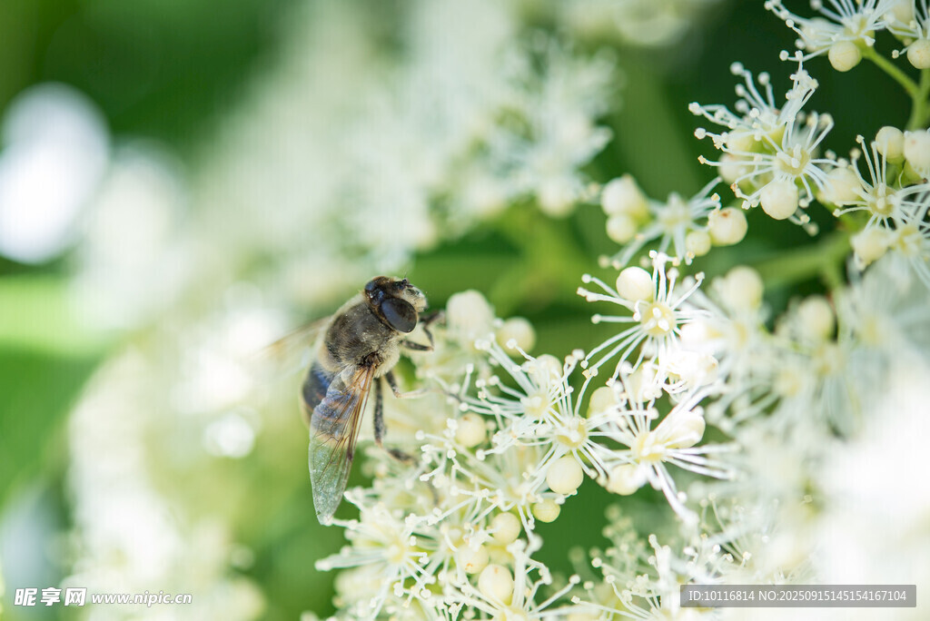 蜜蜂