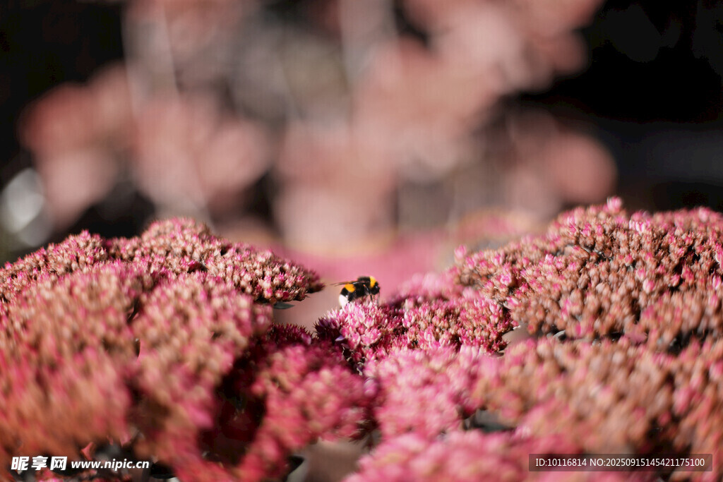 蜜蜂与花
