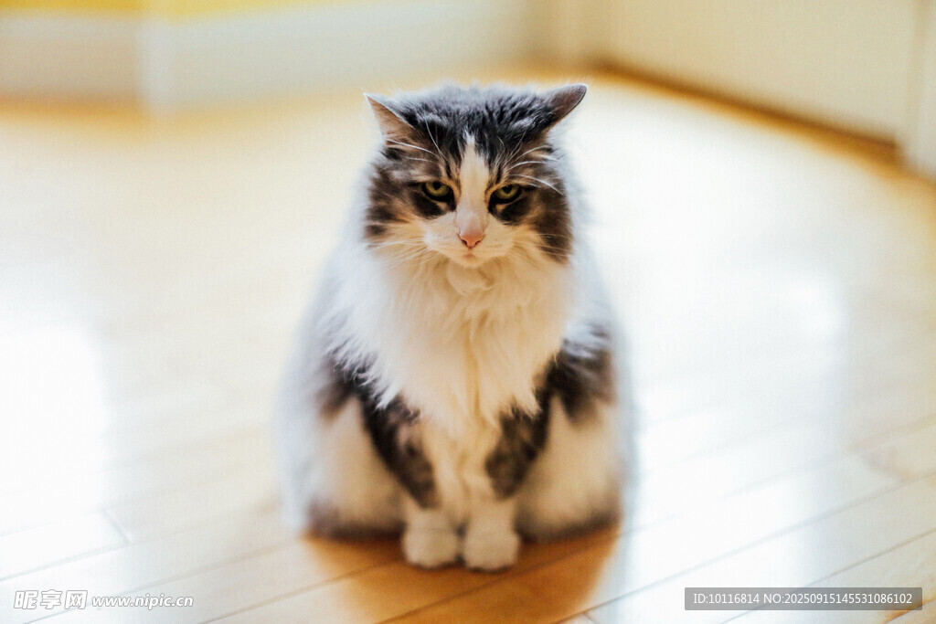 猫咪