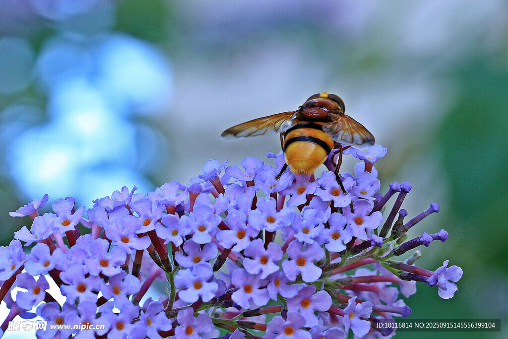蜜蜂