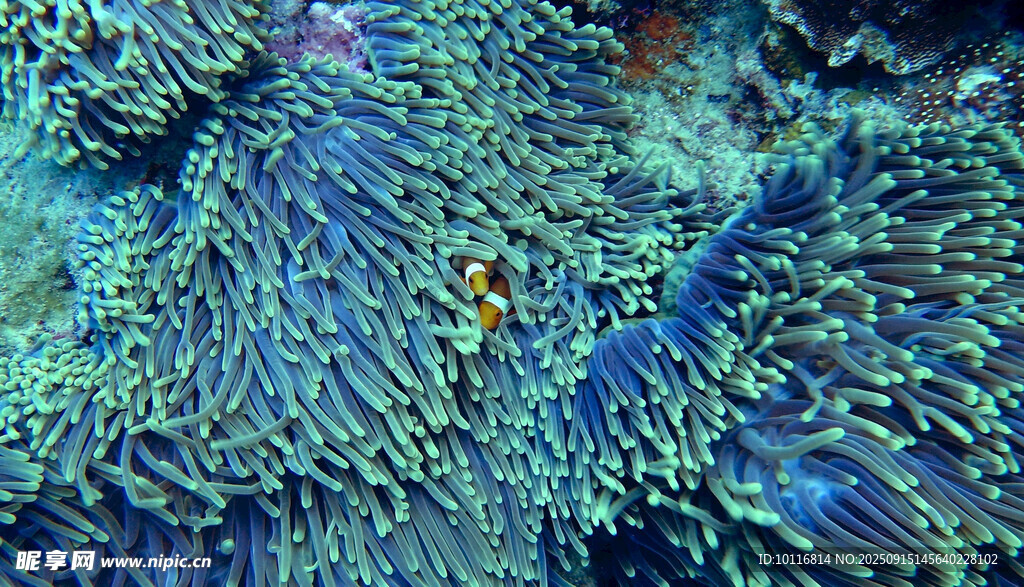 海底珊瑚