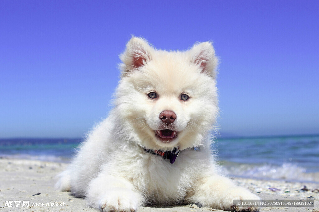 萨摩耶犬