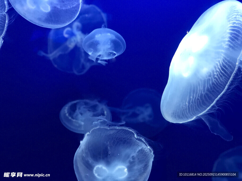 梦幻水母